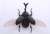 Biology Edition Beetle (Plastic model) Item picture3
