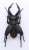 Biology Edition Stag Beetle (Plastic model) Item picture3