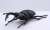 Biology Edition Stag Beetle (Plastic model) Item picture1