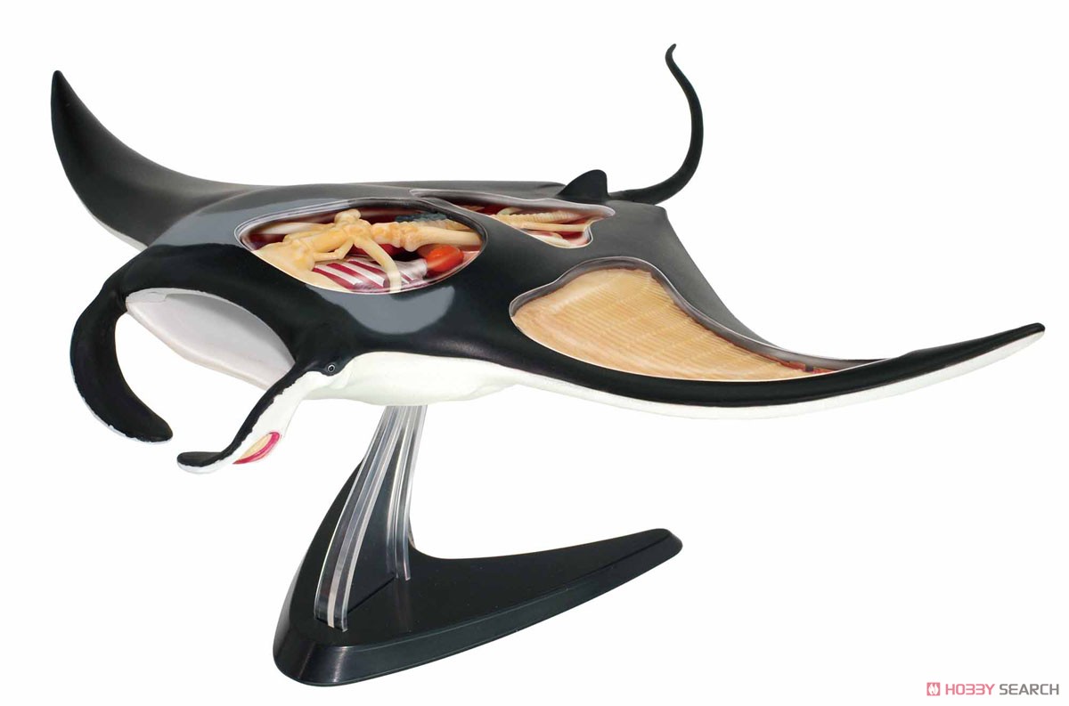 3D Puzzle 4D VISION Zootomy No.30 Manta Ray Anatomy Model (Plastic model) Item picture1
