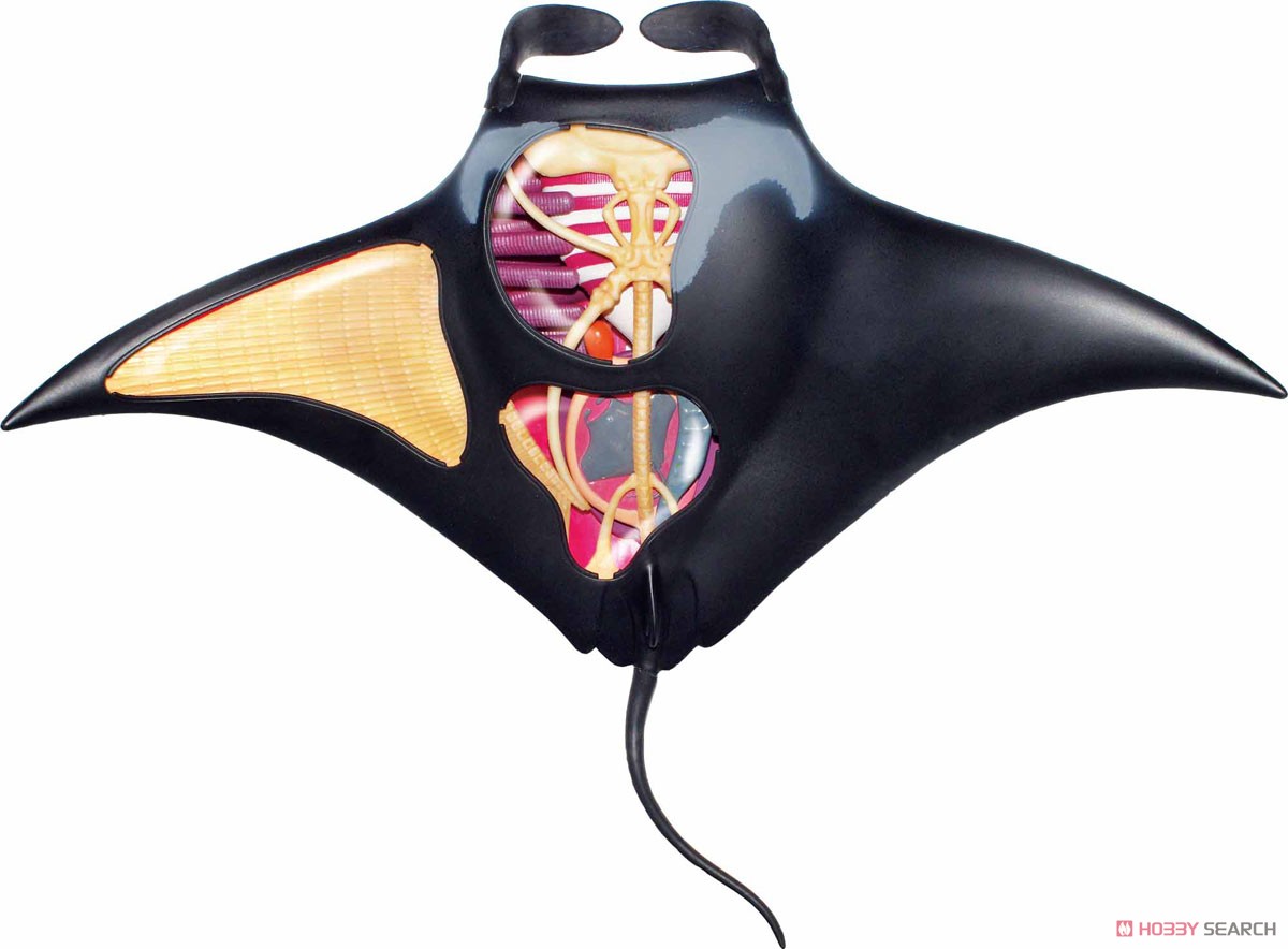 3D Puzzle 4D VISION Zootomy No.30 Manta Ray Anatomy Model (Plastic model) Item picture2