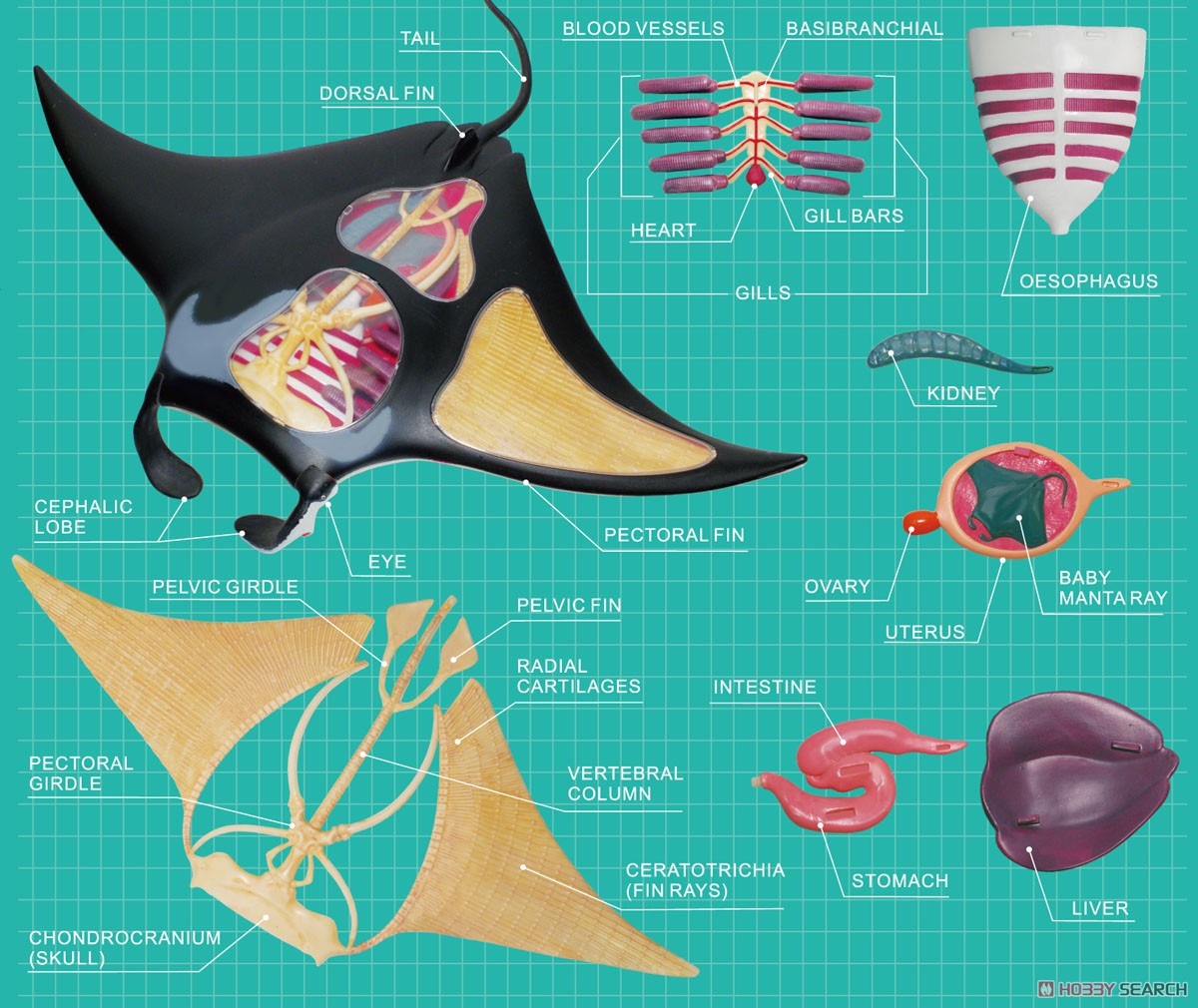 3D Puzzle 4D VISION Zootomy No.30 Manta Ray Anatomy Model (Plastic model) Item picture4