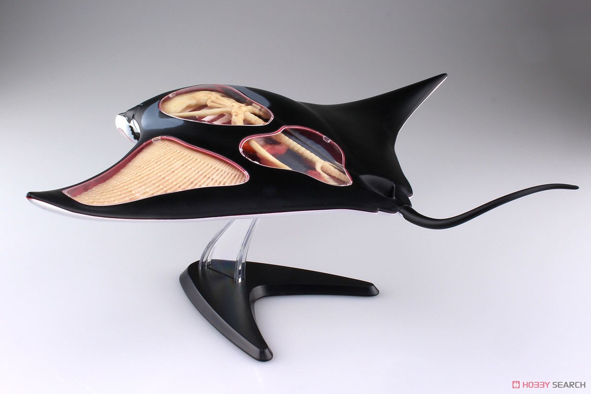 3D Puzzle 4D VISION Zootomy No.30 Manta Ray Anatomy Model (Plastic model) Item picture5