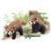 Ania AS-35 Red Panda (Animal Figure) その他の画像2 Thumbnail
