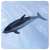 アニア AS-19 カマイルカ (水に浮くVer.) (動物フィギュア) その他の画像1