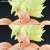 Figure-rise Standard Super Saiyan Broly Full Power Other picture4