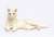 Japanese Cats White Cat (Snuggle Down) (Fashion Doll) Item picture1