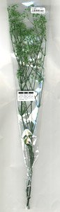 Gypsophila Elegans Green (Domestic Product) (Model Train)