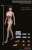 女性シームレスボディ ステンレススティールスケルトン ミドルバスト サンタン (ドール) 商品画像3