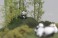 フィギュアニマル 1/87 パンダファミリー (7体入り) (鉄道模型) その他の画像3 サムネイル