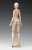 Movable Body Female Type (Standard) (Plastic model) Item picture3