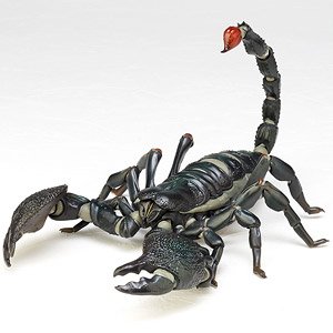 Revo Geo Emperor Scorpion (Pandinus Imperator) (Completed)