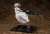 [Gods Eater 2] Ciel Alencon Pure White Anniversary Dress Ver. (PVC Figure) Item picture6
