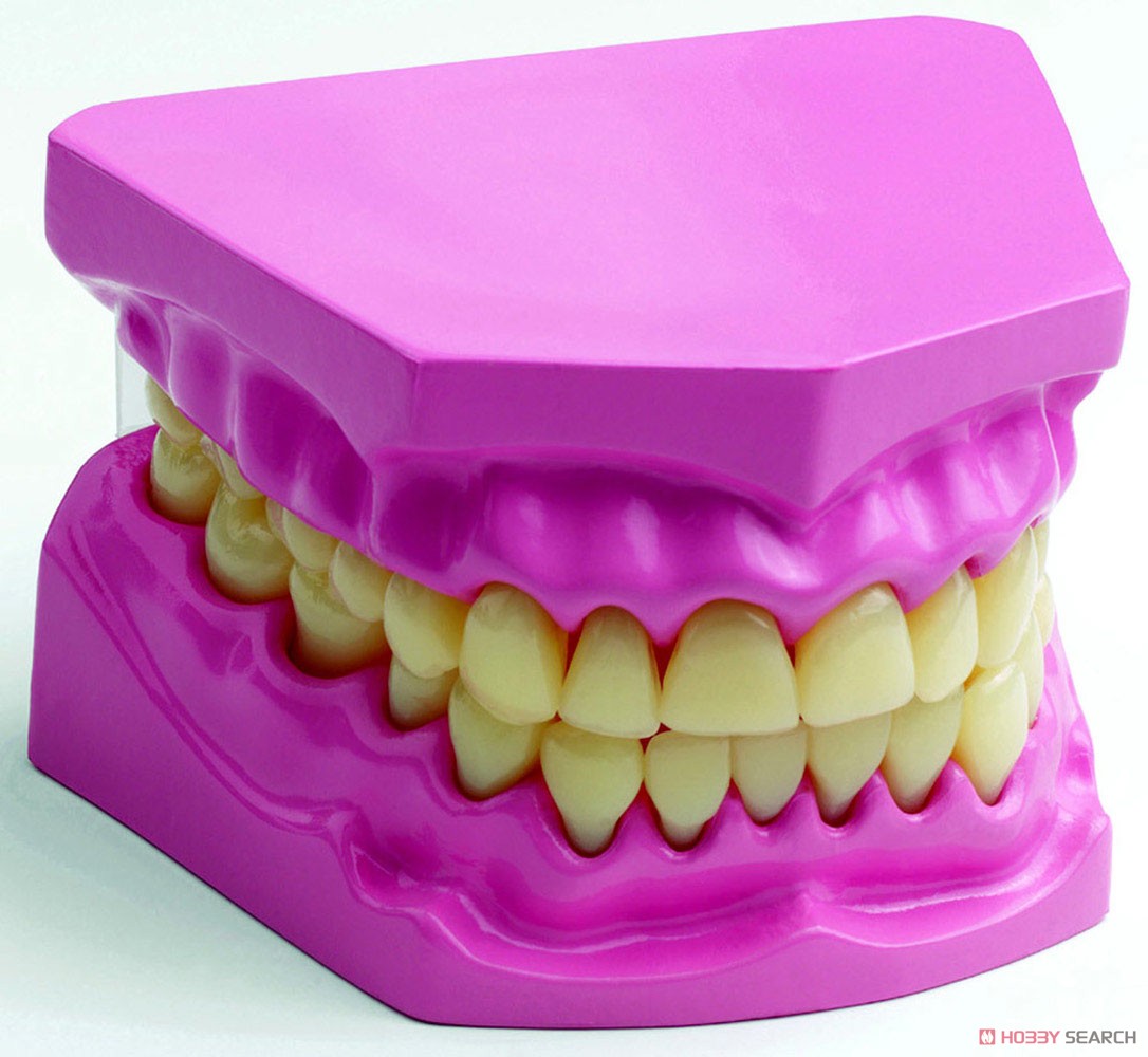 口腔内模型 (歯) (教材) 商品画像1