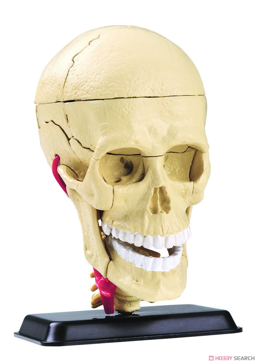 頭蓋骨 9cm (教材) 商品画像1