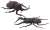 Biology Edition Beetle vs Stag Beetle Showdown Set (Plastic model) Item picture1