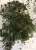 ジオラマ素材 暗緑色の茂み(茂み用素材) (プラモデル) 商品画像1