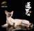 Siamese Cat Sitting Sideways A (Fashion Doll) Item picture4