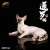 Siamese Cat Sitting Sideways A (Fashion Doll) Item picture1