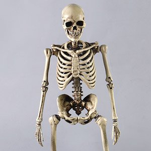 Human Skeleton Diecast (Fashion Doll)