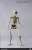 Human Skeleton Diecast (Fashion Doll) Item picture4