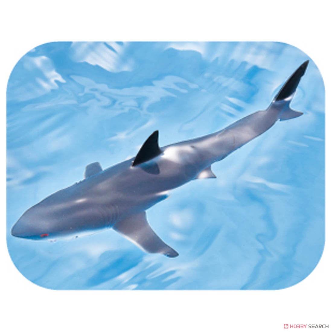 アニア AS-07 ホホジロザメ (水に浮くVer.) (動物フィギュア) その他の画像3