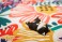 ねこたま Ver.2.0 ～おひるね～ (9個セット) (フィギュア) その他の画像10 モーダル サムネイル