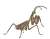 Biology Edition Big Mantis (Brown) (Plastic model) Item picture1