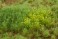 マットタイプ (牧草地) 全高4.5mm 春 パウダー付き (プラモデル) 商品画像4 サムネイル
