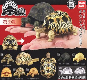 Tortoise 02 (Toy)