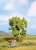 21560 (HO/TT/N) 梨の木 (Birnbaum, grun) (11.5cm) (鉄道模型) 商品画像1