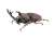 Insect Hunter Beetle x Stag Beetle Japanese insec Do your best...Japanese insect! (Shokugan) Item picture2