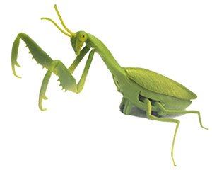 R/C カマキリ (ラジコン)