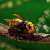 リボジオ オオスズメバチ (完成品) その他の画像1