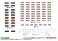 Chichibu Railway Series 7500 Wrapping Train `Saishokukenbi` Three Car Formation Set (w/Motor) (3-Car Set) (Pre-colored Completed) (Model Train) 中身1 Thumbnail