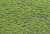 Static Grass 2mm Tufts Spring (Plastic model) Item picture3