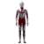 Movie Monster Series Ultraman (Shin Ultraman) (Character Toy) Item picture2