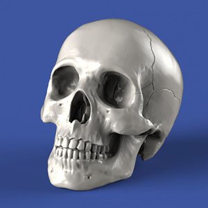 ジオラマアクセサリー 頭蓋骨セット (プラモデル)