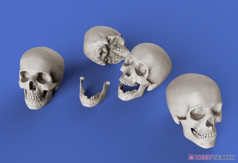 ジオラマアクセサリー 頭蓋骨セット (プラモデル) 商品画像2