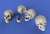 ジオラマアクセサリー 頭蓋骨セット (プラモデル) 商品画像2