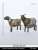 動物セット39 山羊の番い (プラモデル) その他の画像1