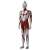 Metal Figure Collection Shin Ultraman (Character Toy) Item picture3