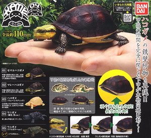 Tortoise 04 Box turtle (Toy)