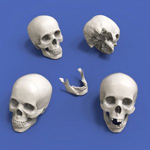 頭蓋骨 (90mm) (4個入) (プラモデル)