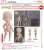 Nendoroid Doll Archetype 1.1: Woman (Cream) (PVC Figure) Item picture2