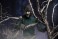 Universal Monster/ The Wolf Man: Lawrence Talbot Ultimate 7inch Action Figure (Completed) その他の画像11 Thumbnail