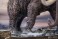 Star Ace Toys Woolly Mammoth Polyresin Statue (Completed) その他の画像6 Thumbnail