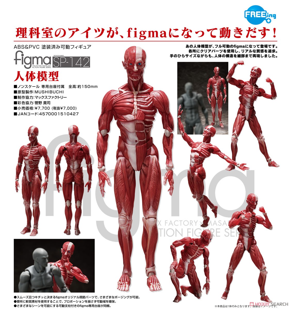 figma 人体模型 (フィギュア) 商品画像8