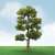 92306 (HO) 情景用 ヨーロッパダケカンバの木 (約8.8cm～10cm) HOスケール(2本入り) (鉄道模型) その他の画像1