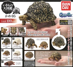 Tortoise 05 (Toy)